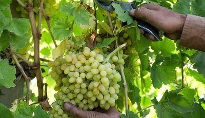  هشدار قرمز سفیدک برای تاکستان های ملایر بدنبال افزایش دما و رطوبت