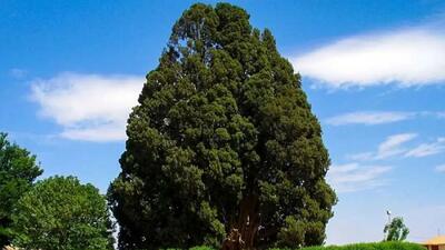  سفر به اعماق تاریخ طبیعی ایران؛ معرفی 5 درخت کهن که باید یک بار در زندگی ببینید