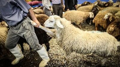  بازار دام زنده در مسلخ تصمیمات مقطعی؛ دامدار با حذف بی‌موقع ارز ترجیحی ذبح شد
