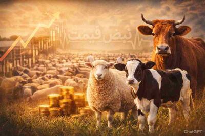  هشدار جدی به خریداران گوشت قرمز؛ قیمت دام زنده امروز دوشنبه ۱۱ خرداد ۱۴۰۵ اعلام شد، گوسفند در تهران تا ۶۶۰ هزار تومان و گوساله تا ۵۹۰ هزار تومان + پیش‌بینی فردا