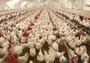 دستیابی ایران به فناوری نسل جدید جوجه‌کشی/ آغاز مذاکرات صادرات تجهیزات ایرانی به روسیه